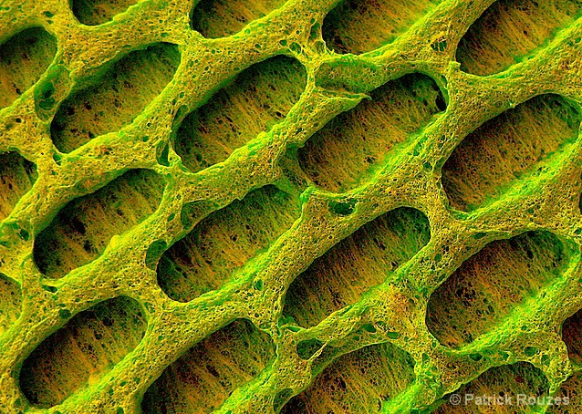 Cellulose  Sponge