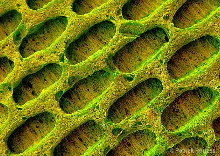 Cellulose  Sponge