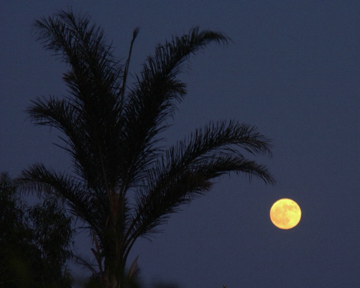 moon beneath a  palm