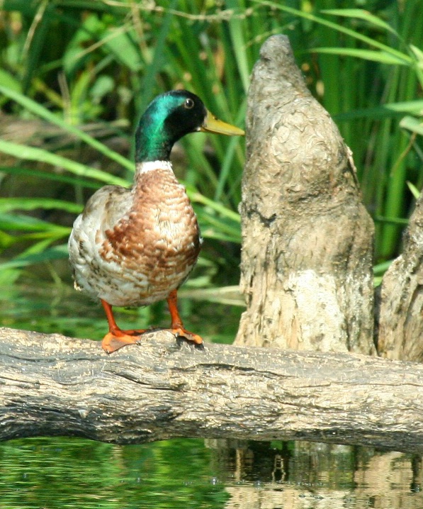 Duck on a Log