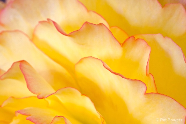 Begonia Folds - ID: 6599618 © Pat Powers