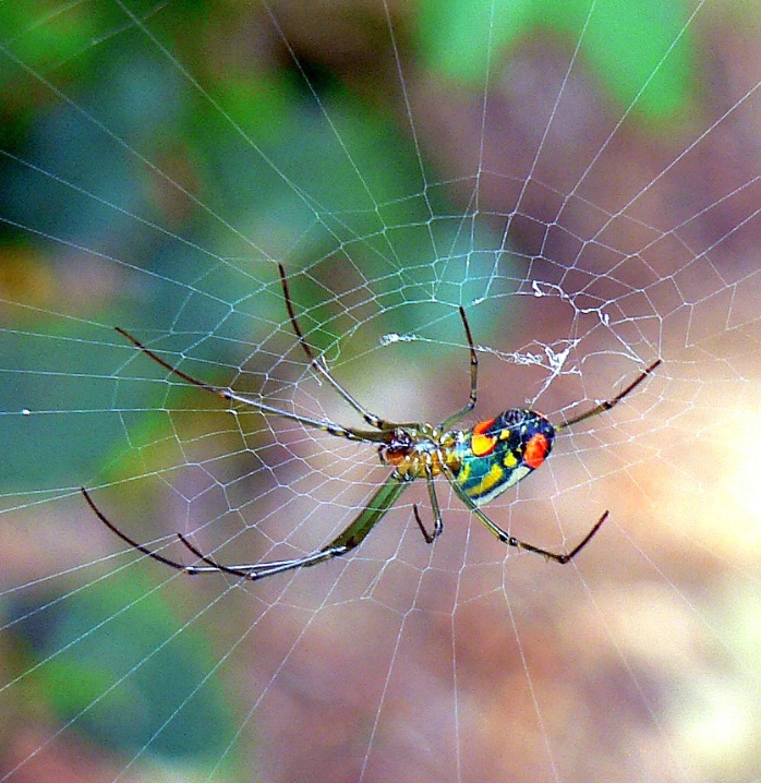 A Spider of Many Colors