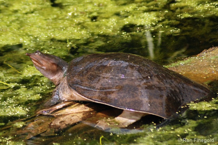 Florida Soft Shell Turtle - ID: 6605382 © Ronald Finegold