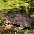 © Ronald Finegold PhotoID# 6605382: Florida Soft Shell Turtle