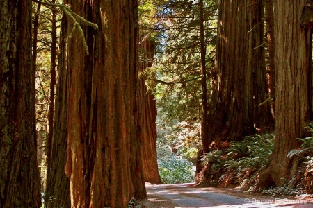 Jedediah Smith Redwood State Park, CA