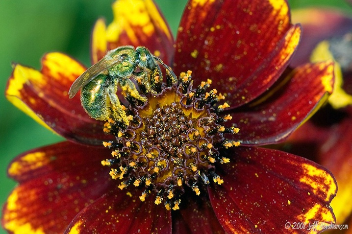 Pollen Covered Augochlora Bee on Flower