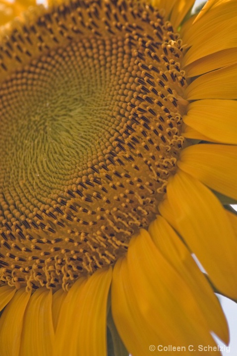 Sunflower closer