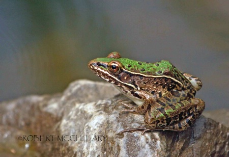 Leopard Frog