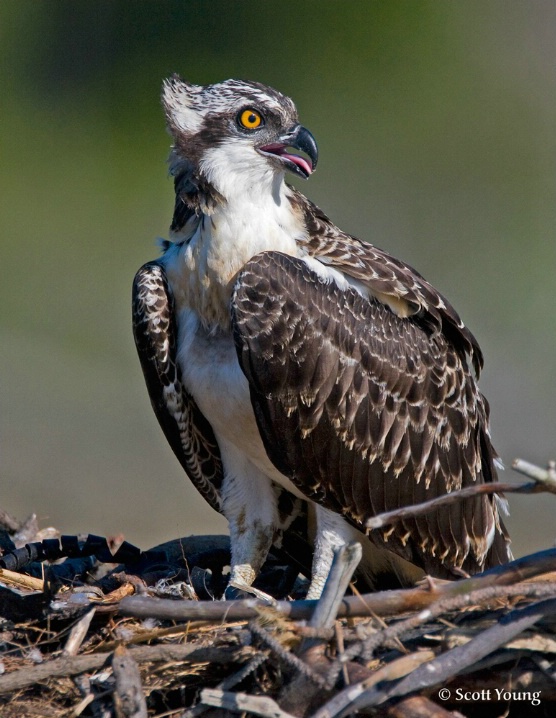 Osprey Chick on Windy Day, Poquoson, VA - ID: 6613190 © Richard S. Young