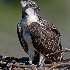 © Richard S. Young PhotoID # 6613190: Osprey Chick on Windy Day, Poquoson, VA