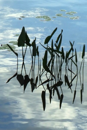 Reeds with blue sky reflection