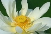 White Lotus Flowe...