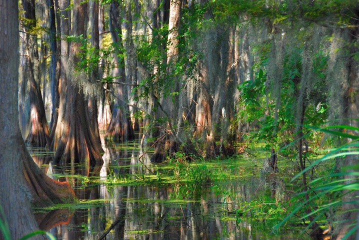 Another Look At A Louisiana Swamp From Within
