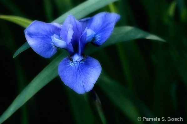 Iris Beauty - ID: 6615079 © Pamela Bosch