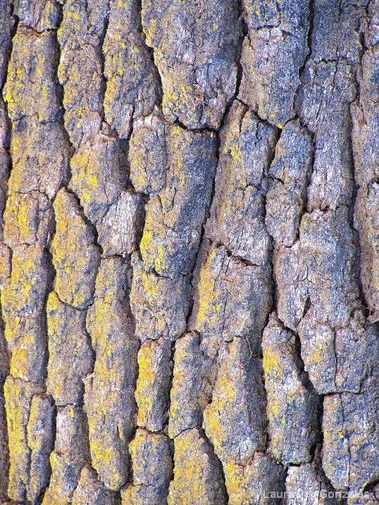 Oak Tree Textures