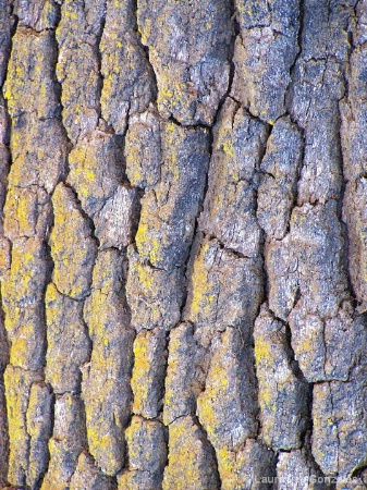 Oak Tree Textures