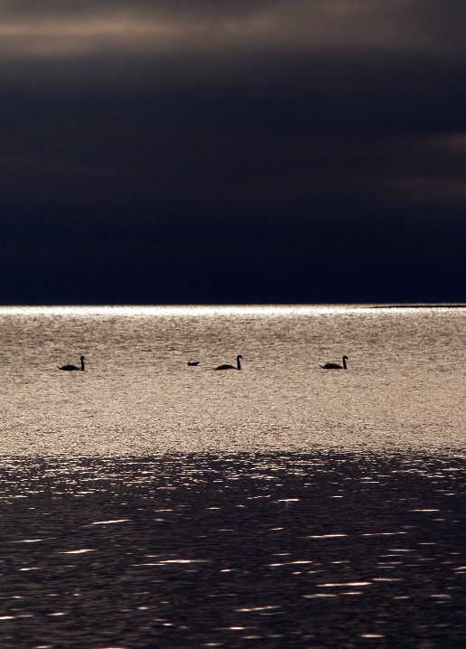 Swans in Denmark