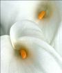 Duo