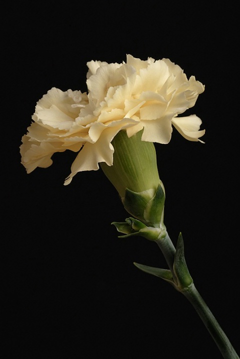 The Carnation