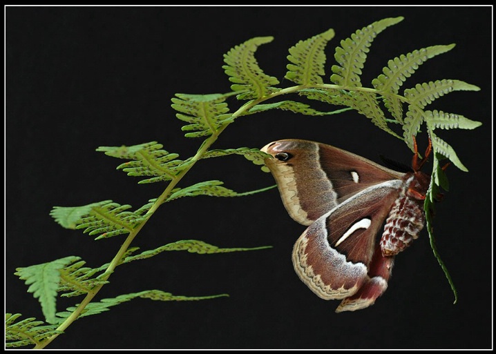 Ceanothus silkmoth (Hyalophora euryalus),male