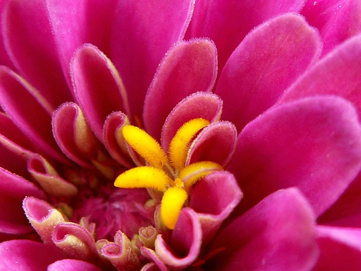 Zinnia