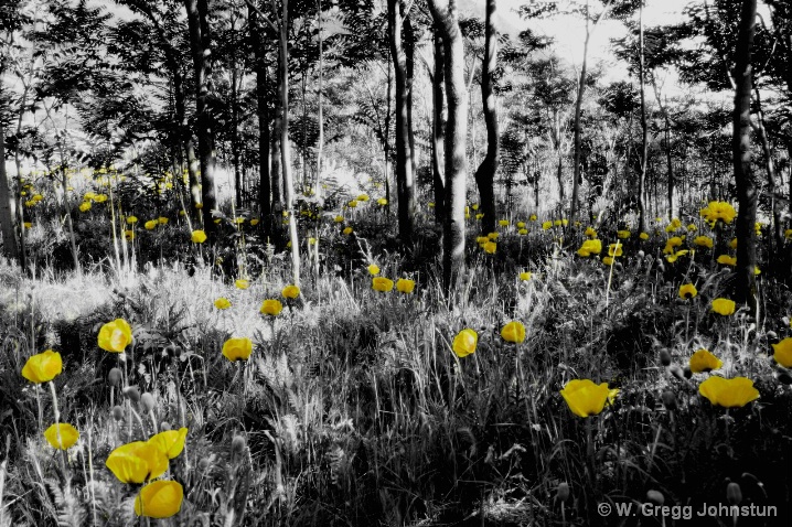 Yellow Poppies