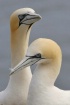 Gannets in Love