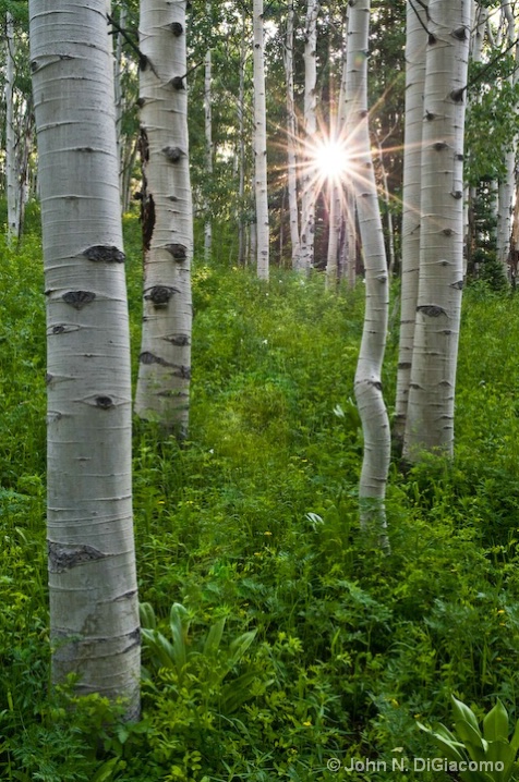 Aspens at Sunrise