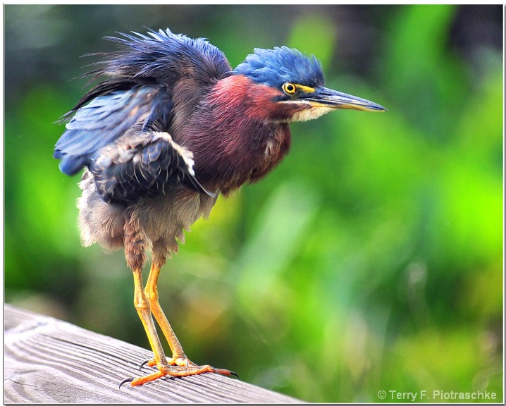 Baby in the Wetlands - ID: 6619044 © Terry Piotraschke