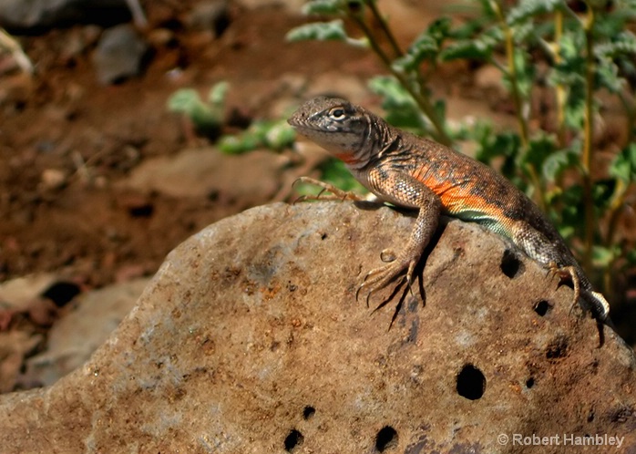 Arizona Lizard - ID: 6619076 © Robert Hambley