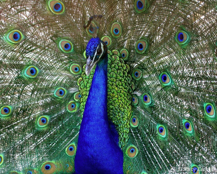 Very Vibrant Peacock