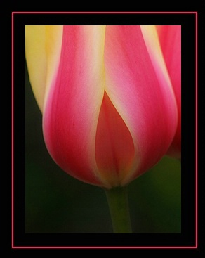 Tulip