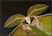 African Luna Moth...
