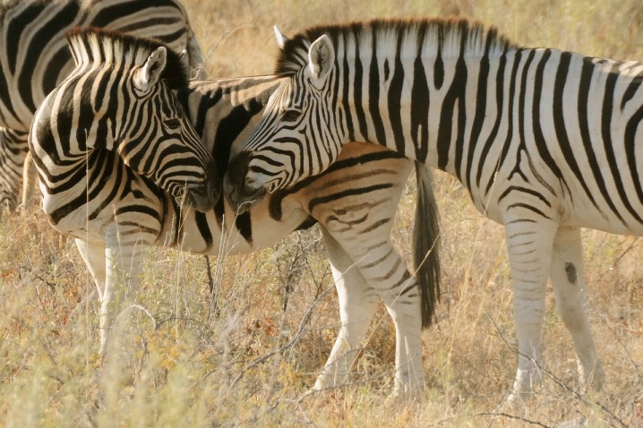 Zebra Kiss