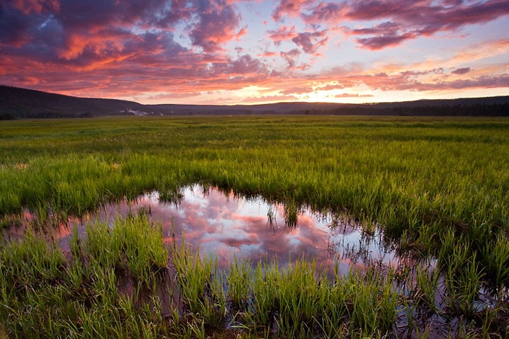 Grassy Reflection