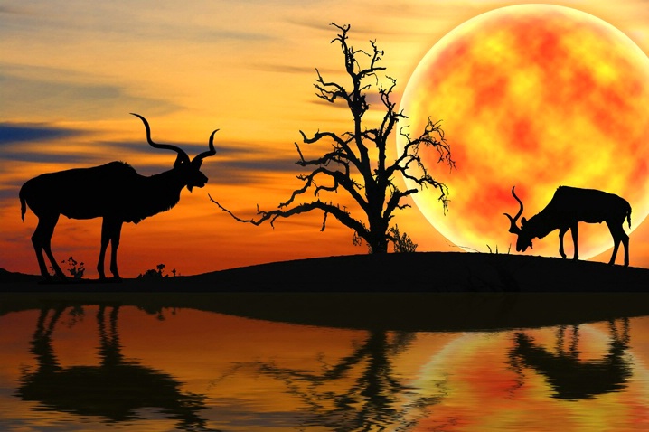 Kudu Dreams - ID: 6625303 © Leslie J. Morris