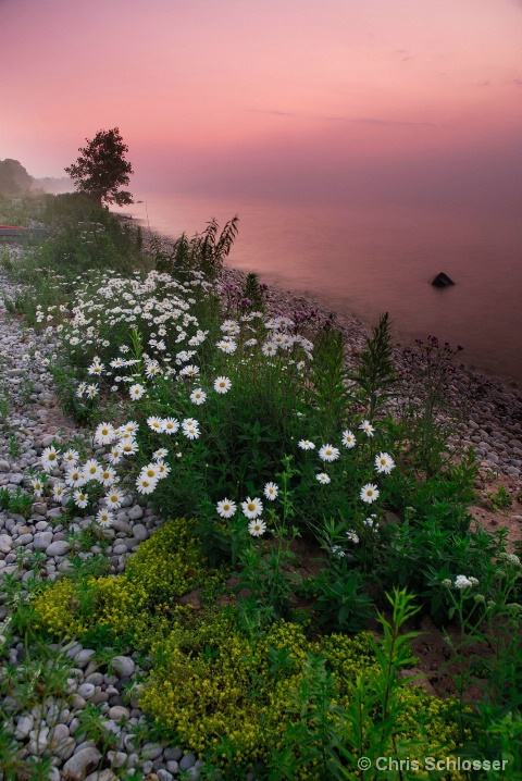 'Foggy Sunrise'