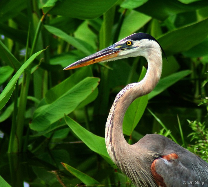 Great Blue