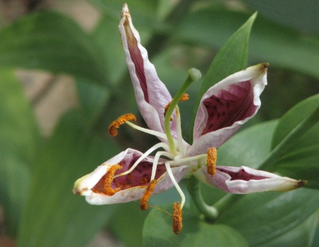 Misshaped Oriental Lily
