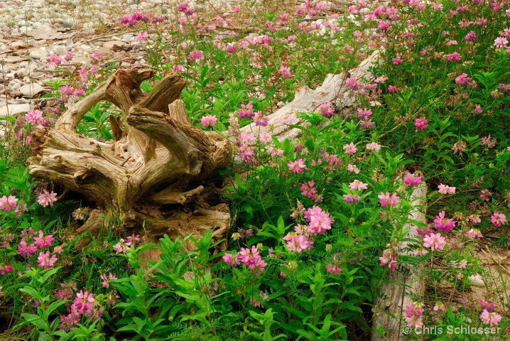 'Natural Beach Beauty'