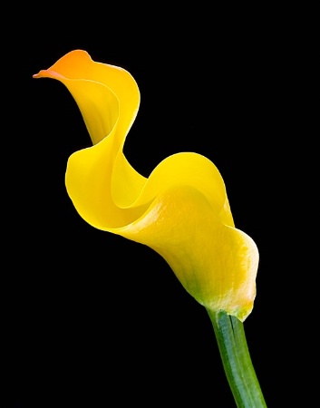 Calla I