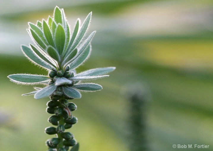 Bottlebrush