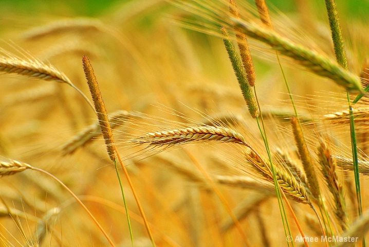 wheat grass