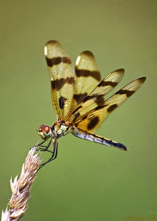 Smiling Dragonfly