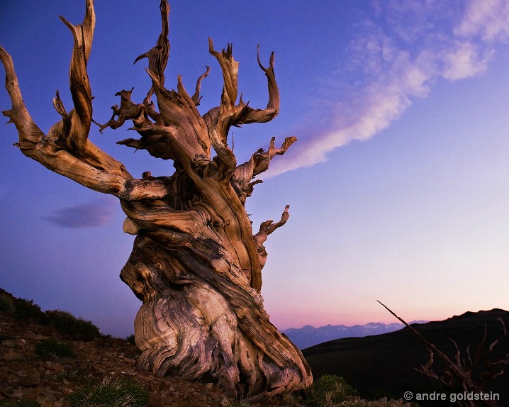 Bristlecone Pine at sunset