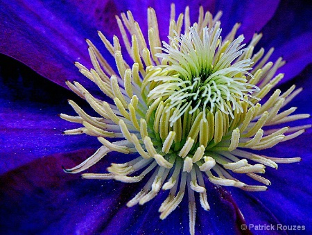 Clematis