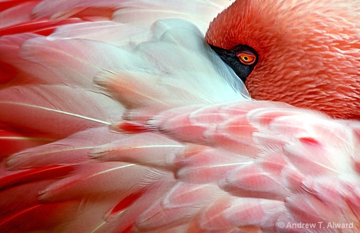 Flamingo design.