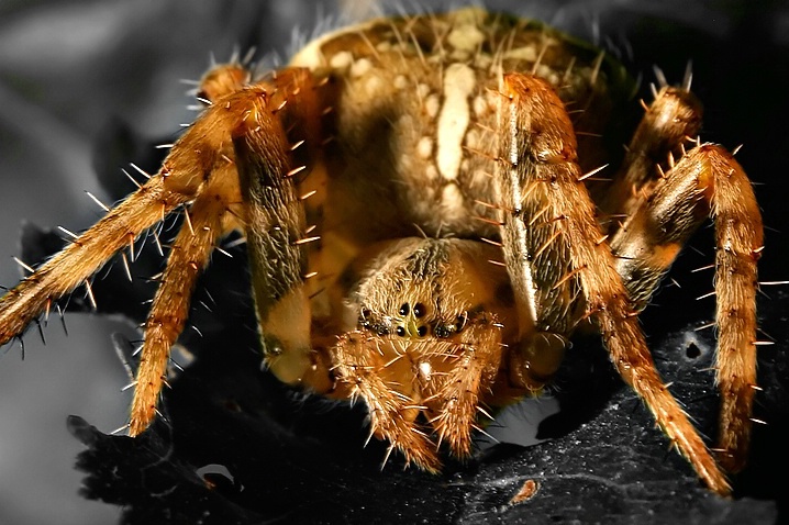 <B> Mr. O. W. Spider</b>