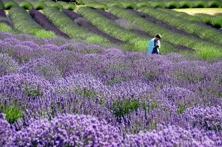 Lavender Farm