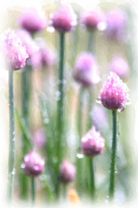 Maine Chives